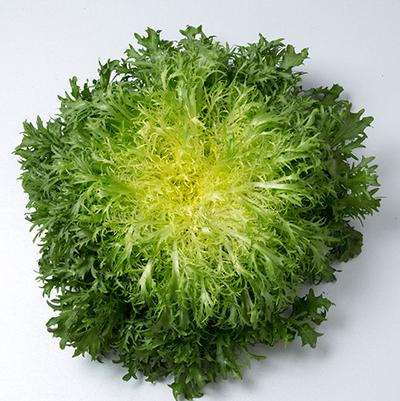 Cichorium endivia Benefine