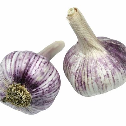 Allium sativum Persian Star (hard neck)