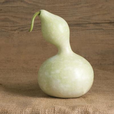 Lagenaria siceraria Bird House
