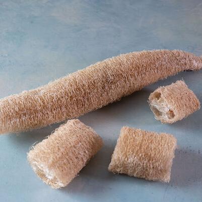 Luffa cylindrica Luffa (Loofa) Sponge