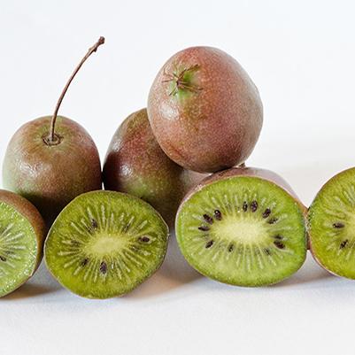 Actinidia arguta Prolific