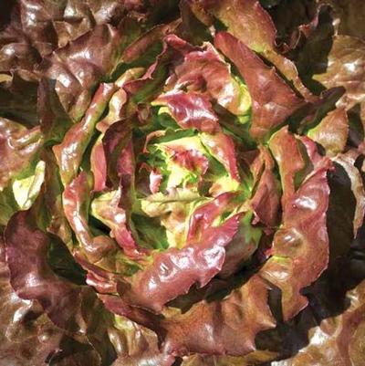 Lactuca sativa Boston, Red