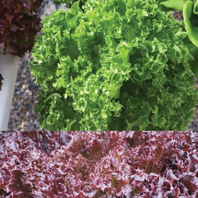 Lactuca sativa Crunch Leaf
