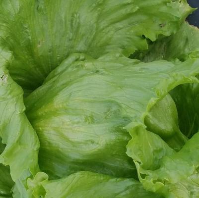 Lactuca sativa Iceberg