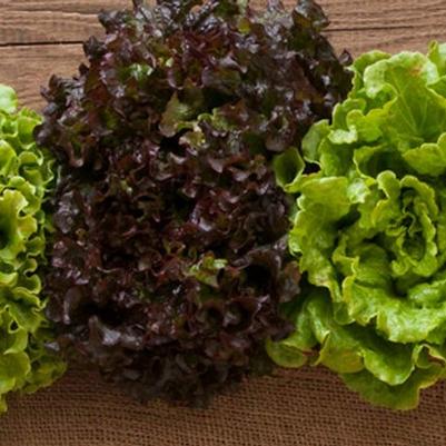 Lactuca sativa Summer Crisp Red/Green