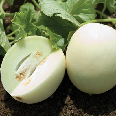 Cucumis melo Honeydew