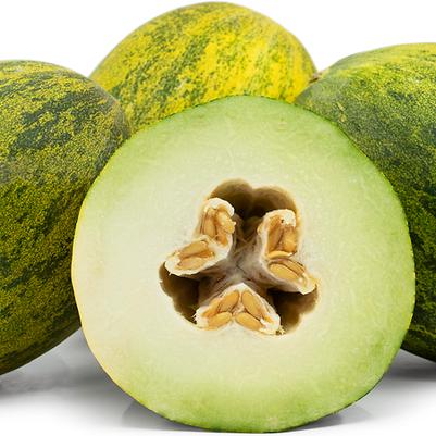 Cucumis melo Santa Claus or Christmas Melon