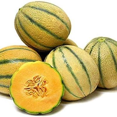 Cucumis melo Tuscan