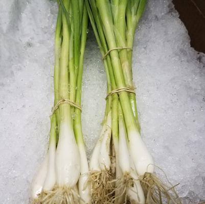 Allium cepa Scallions
