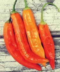 Capsicum annuum Aji, Amarillo