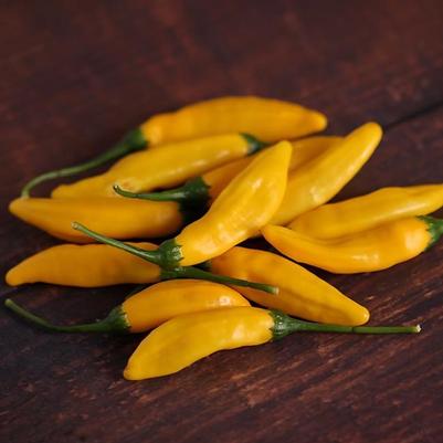 Capsicum annuum Aji, Lemon Drop