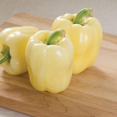 Capsicum annuum Bianca