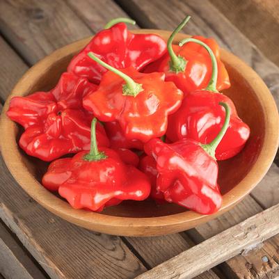 Capsicum annuum Bishop's Crown