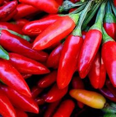 Capsicum annuum Calabrian Chili's (Diavolicchio Calabrese)