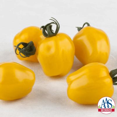 Solanum lycopersicon Apple Yellow