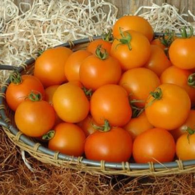Solanum lycopersicon Bellini