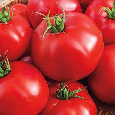 Solanum lycopersicon Big Beef