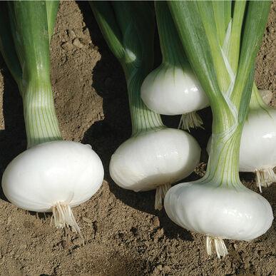 Allium cepa Cipollini