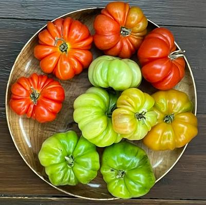 Solanum lycopersicon Costoluto Fiorentino