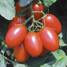 Solanum lycopersicon Juliet