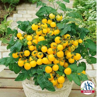 Solanum lycopersicon Patio Choice Yellow