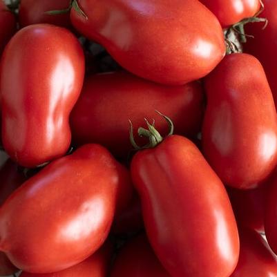 Solanum lycopersicon San Marzano