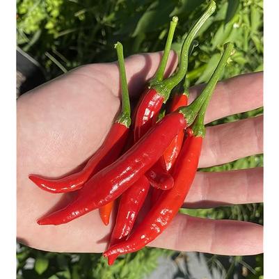 Capsicum annuum Calabrian Chili's (Diavolicchio di Diamante, aka Diamond Devil)
