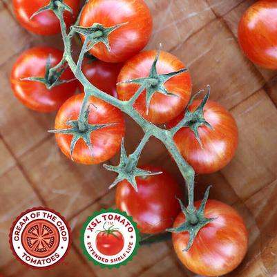 Solanum lycopersicon Sparky XSL