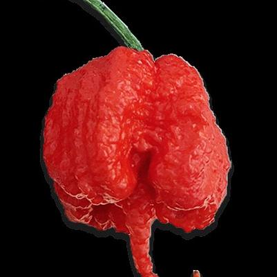 Capsicum annuum Carolina Reaper