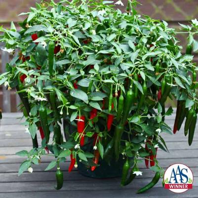 Capsicum annuum Cayennetta