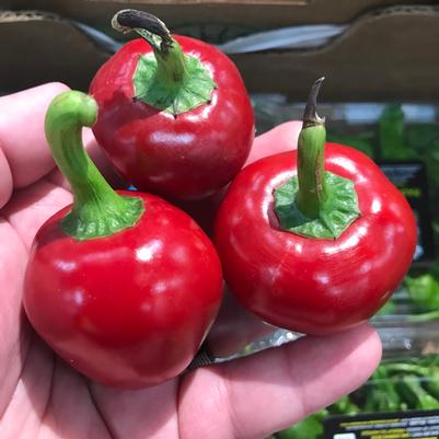 Capsicum annuum Cherry Hot