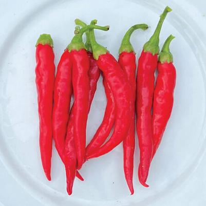 Capsicum annuum Chili de arbol