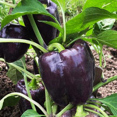 Capsicum annuum Dragonfly Purple Bell