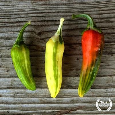 Capsicum annuum Fish Pepper