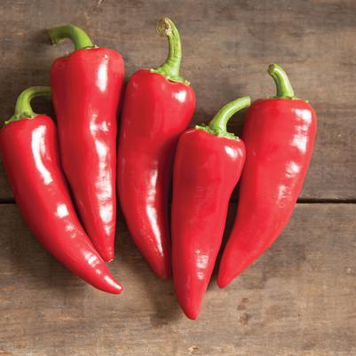 Capsicum annuum Fresno Pepper