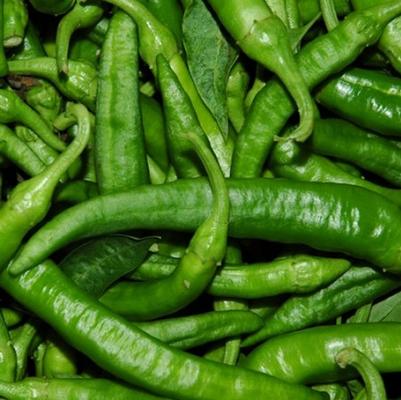 Capsicum annuum Friggitello di Napali