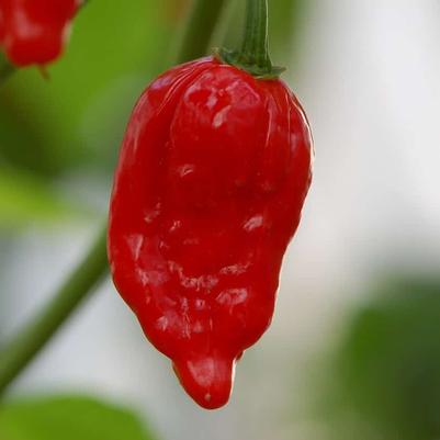 Capsicum annuum Ghost Red Lava