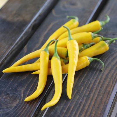 Capsicum annuum Golden Cayenne