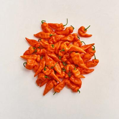 Capsicum annuum Habanada