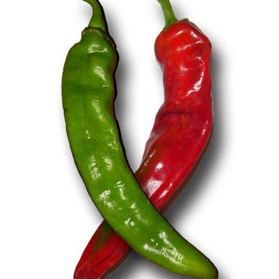 Capsicum annuum Hatch Red Chile (Joe E. Parker)