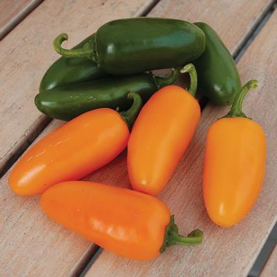 Capsicum annuum Jalapeno, Pumpkin Spice
