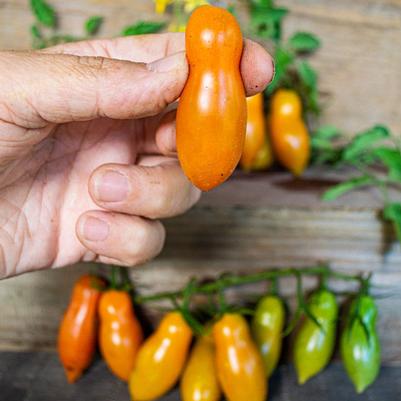 Solanum lycopersicon Sun Dipper