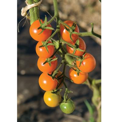 Solanum lycopersicon Sungold