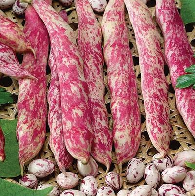 Phaseolus vulgaris Flambo (for drying)