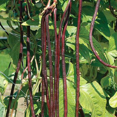 Phaseolus vulgaris Red Noodle