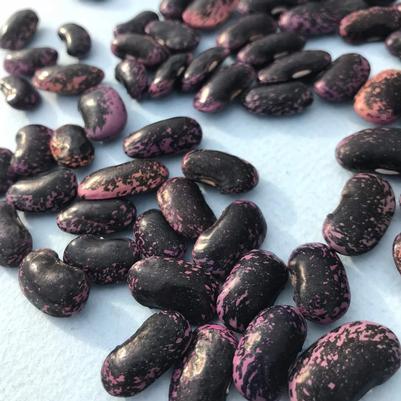 Phaseolus vulgaris Sunset Runner