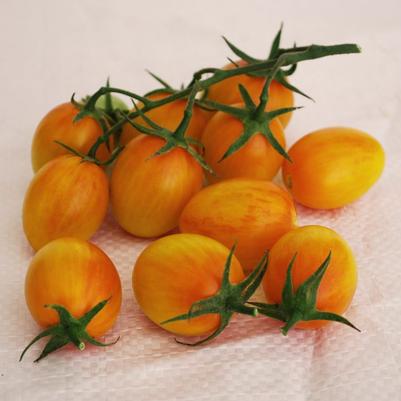 Solanum lycopersicon Sunset Torch