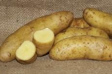 Solanum tuberosum Fingerling