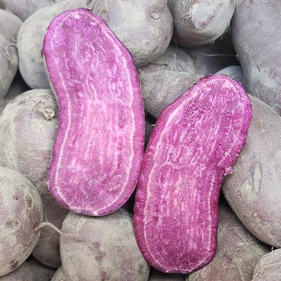 Solanum tuberosum Purple