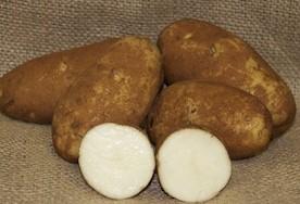 Solanum tuberosum Russet